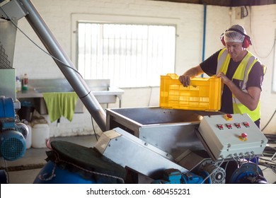 Worker processing olives in machine at factory - Powered by Shutterstock - Get 15% off with code: PIKWIZARD15