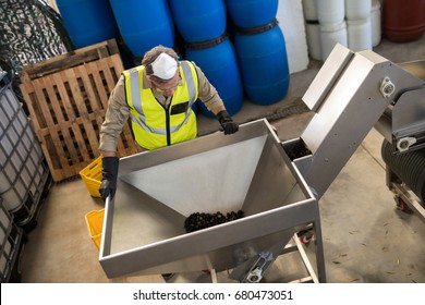 Worker processing olives in machine at factory