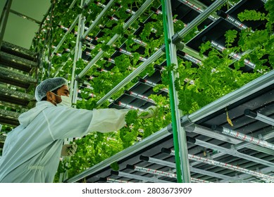 Worker in protective clothing checking leafy greens in a hydroponic indoor farm with stacked racks and LED lighting.