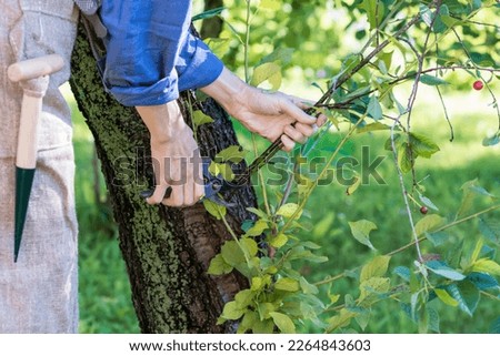 Worker is pruning plant branches, gardener is thinning cherry tree branches, horticulture concept