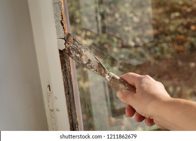 Worker Removing Oil Window Glazing Putty Using Putty Knife Tool, Old Window Restoration