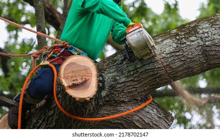 Worker sitting in a tree using a chainsaw to cut off branches while cutting down the tree. - Shutterstock ID 2178702147