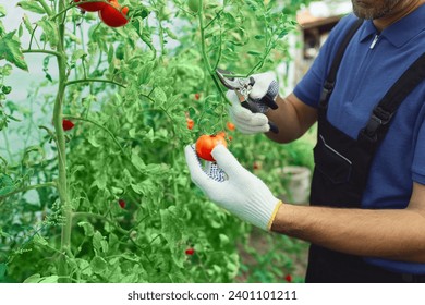 Worker in a small organic greenhouse pruning tomato and taking care of plants. - Powered by Shutterstock