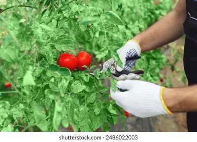 Worker in a small organic greenhouse pruning tomato and taking care of plants. - Powered by Shutterstock