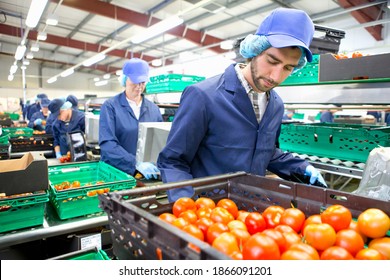 Worker Sorting Ripe Red Tomatoes On Production Line In A Food Processing Plant