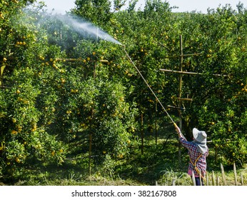 Worker spray fertilizer or insecticide on oranges honeysuckle tree.