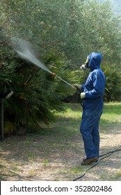 Worker sprays disinfectant on olive trees