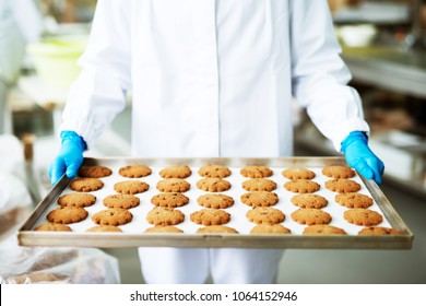 Worker In Sterile Cloths And Blue Rubber Gloves Holding  Freshly Baked Brown Cookies While Standing In Food Production Factory.