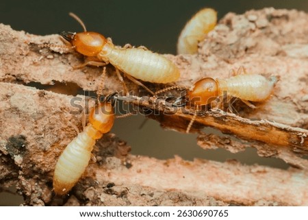 Worker termites consuming wood, creating significant structural damage and emphasizing the urgent need for effective pest control measures to protect homes and properties from infestation