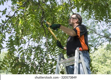Worker trimming limbs off a walnut tree.