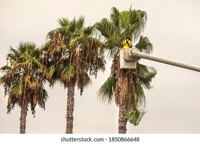 A Worker Trimming Palm Trees With A Chain Saw In A Tree Trimming Bucket Against  A White Sky