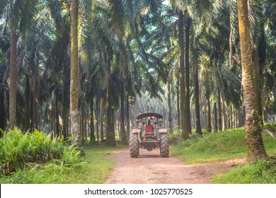 Worker Truck At Palm Oil Plantation. Soft Focus Due To Shallow Depth Of Field. 