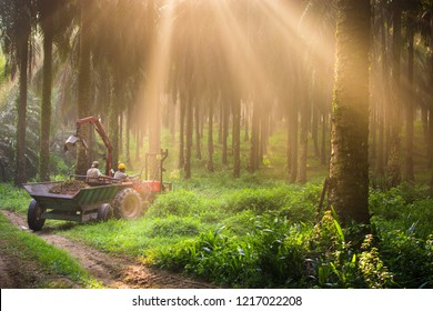 Worker Truck At Palm Oil Plantation With Amazing Morning Ray Of Light.
