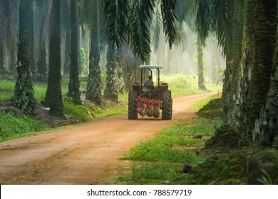 Worker Truck At Palm Oil Plantation. 