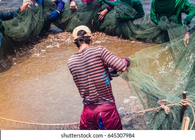 Worker Use A Fishing Net For Dragging The Shrimp In The Pond