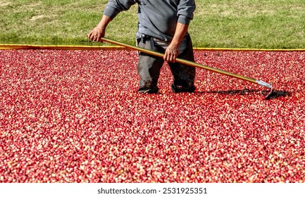 A worker uses a long rake to move ripe cranberries in a cranberry bog onto a conveyer