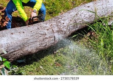 Worker is using chainsaw to cut down large fallen tree after strong tornado
