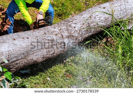 Worker is using chainsaw to cut down large fallen tree after strong tornado