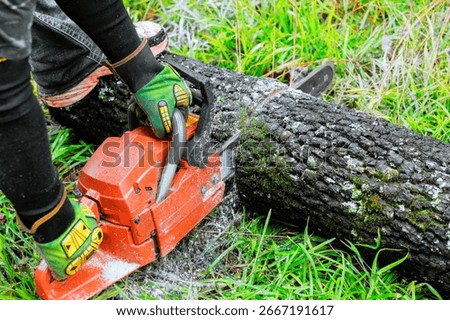 Worker using chainsaw to cut through fallen tree in lush green forest, surrounded by grass, foliage.