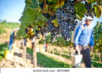 Worker In A Vineyard In Wachau, Lower Austria