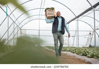 Worker, walking or vegetables crate for agriculture harvesting, greenhouse growth or field produce for export logistics sales. Farmer, man or farming box for food crops collection or customer retail - Powered by Shutterstock