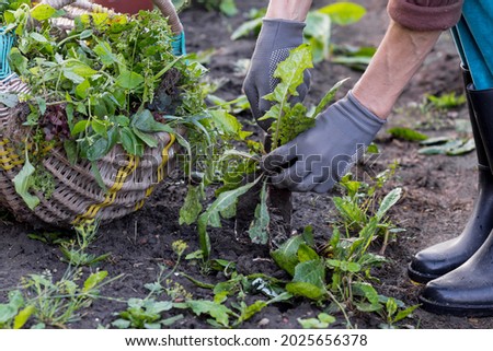 Worker weeds dandelions in the farm field, gardener pulls roots of weeds, cares about  vegetable beds in farmland