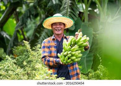 Workers In A Banana Plantation Area. Male Farmers Raise Bananas In An Organic Farm. Thai Smile Farm