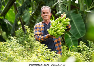 Workers In A Banana Plantation Area. Male Farmers Raise Bananas In An Organic Farm. Thai Smile Farm