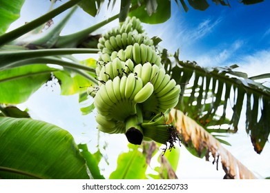 Workers In A Banana Plantation Area. Male Farmers Raise Bananas In An Organic Farm. Thai Smile Farm