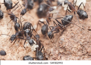 Workers Of Carpenter Ants Inside The Nest