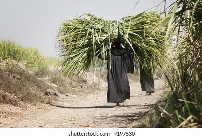 Workers Carry Sugar Cane