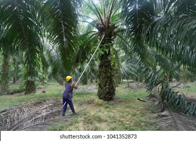 39,986 Palm oil fruits Images, Stock Photos & Vectors | Shutterstock