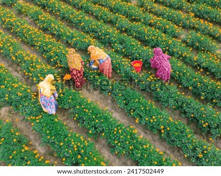 Workers collect marigold flowers from a flower garden in Jhikargacha upazila of Godkhali Union of Jessore, Bangladesh on January 21, 2024. 