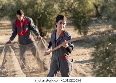 workers collecting olive oil in jaen, Spain. Black olives harvest - Powered by Shutterstock