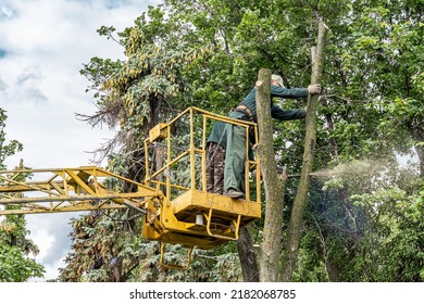 Workers cut down an old dry dead tree with a chainsaw in a city park using a truck crane - Shutterstock ID 2182068785