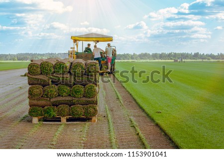 Workers cut and stacked on pallets on the turf sod farm. Rolled lawn, green grass.