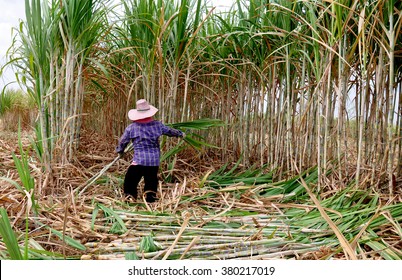 Workers Are Cutting Sugar Cane.