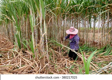 Workers Are Cutting Sugar Cane.