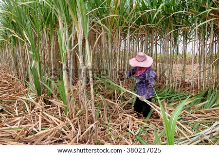 Workers are cutting sugar cane. 商業照片 © 