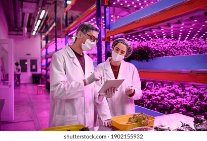 Workers With Face Mask On Aquaponic Farm, Sustainable Business And Coronavirus.