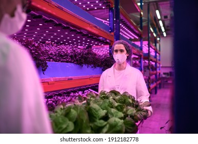 Workers With Face Mask On Aquaponic Farm, Sustainable Business And Coronavirus.