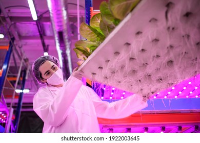 Workers with face mask on aquaponic farm, sustainable business and coronavirus.