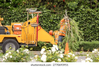 Workers feeding pine tree branches into a wood chipper. There is lush greenery in the background