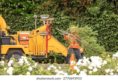 Workers feeding pine tree branches into a wood chipper. There is lush greenery in the background