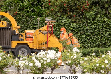 Workers feeding pine tree branches into a wood chipper. There is lush greenery in the background