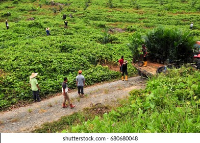 workers in a field ready to planting oil palm in a field with beautiful green background