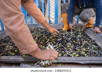 workers filling pressing machine with olives to produce oil later - Powered by Shutterstock