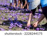 Workers gathering saffron flowers during saffron harvesting season in the area of Kozani in northern Greece. Selective focus. closeup