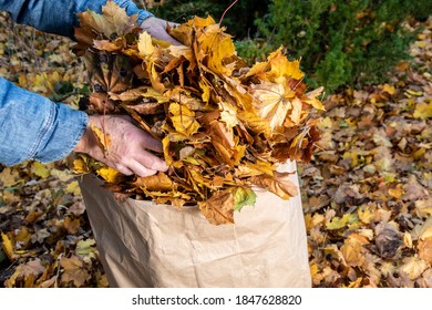 A Worker's Hands Placing Leaves In A Yard Waste Bag