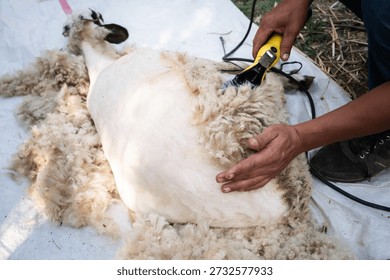 Worker's hands using an electric shearing machine on a sheep, carefully removing its thick fleece for wool fiber production, showcasing the agricultural process of animal husbandry